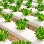 Vertical Farming - View of Vegetables