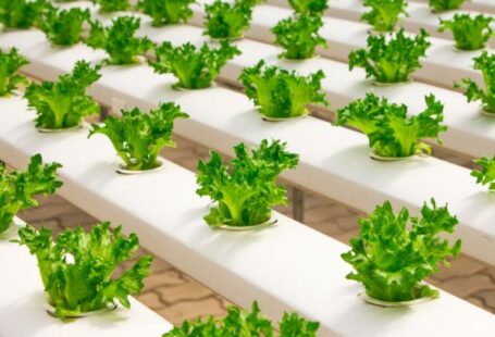 Vertical Farming - View of Vegetables